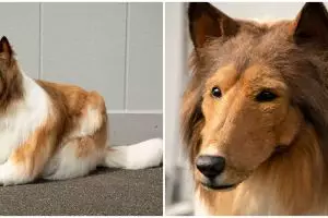 Pria ini habiskan lebih dari Rp 200 juta untuk jadi anjing