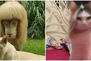 11 Potret lucu penampilan hewan ini bikin yang lihat salah fokus