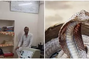 Ular kobra 1,8 meter masuk ruang panel kereta api, petugas tetap kalem