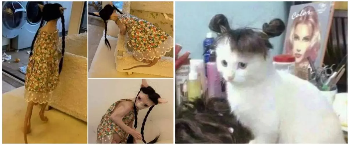 11 Potret lucu kucing pakai rambut palsu, bikin senyum lebar