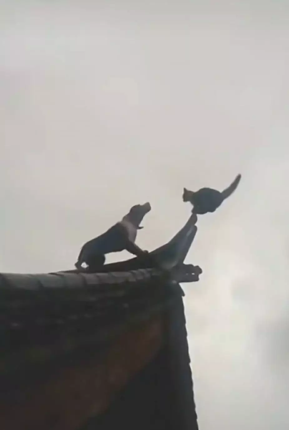 11 Tingkah nyeleneh kucing bak punya jurus Tiktok 11 Tingkah nyeleneh kucing bak punya jurus Tiktok