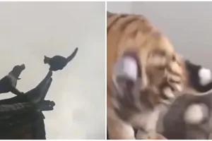 11 Tingkah nyeleneh kucing bak punya jurus, bikin geleng kepala