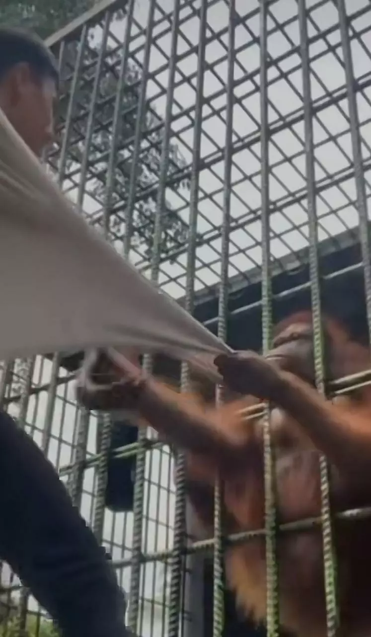 Pria ditarik orang utan Tiktok Pria ditarik orang utan Tiktok