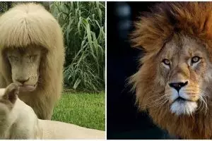Singa ini punya gaya rambut bak manusia, potongan rapi dan punya poni