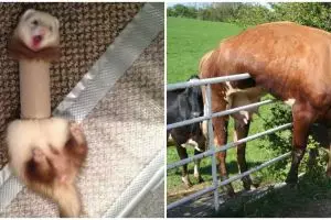 13 Potret lucu hewan saat terjebak ini bikin tepuk jidat