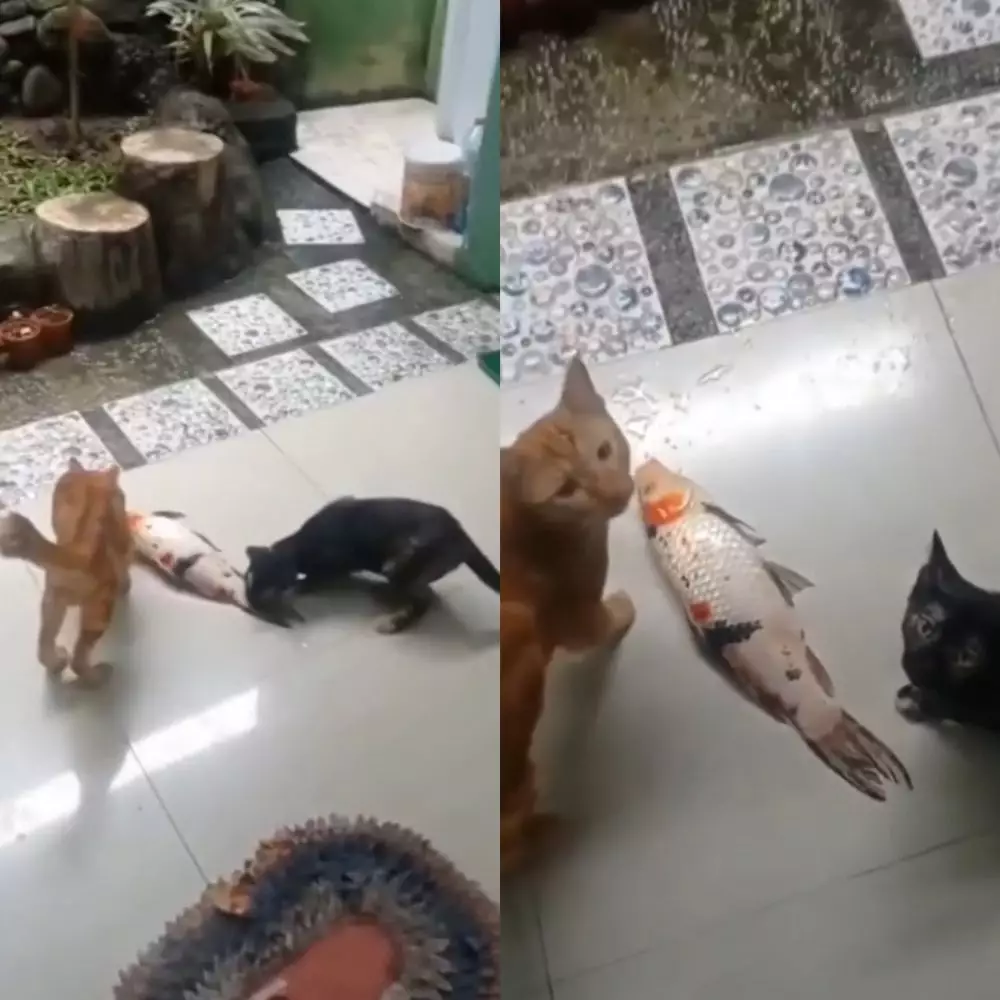 kucing kalau lagi sama hewan lain © berbagai sumber