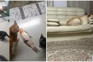 11 Potret lucu kucing bersama peliharaan lain, tingkahnya bikin ketawa