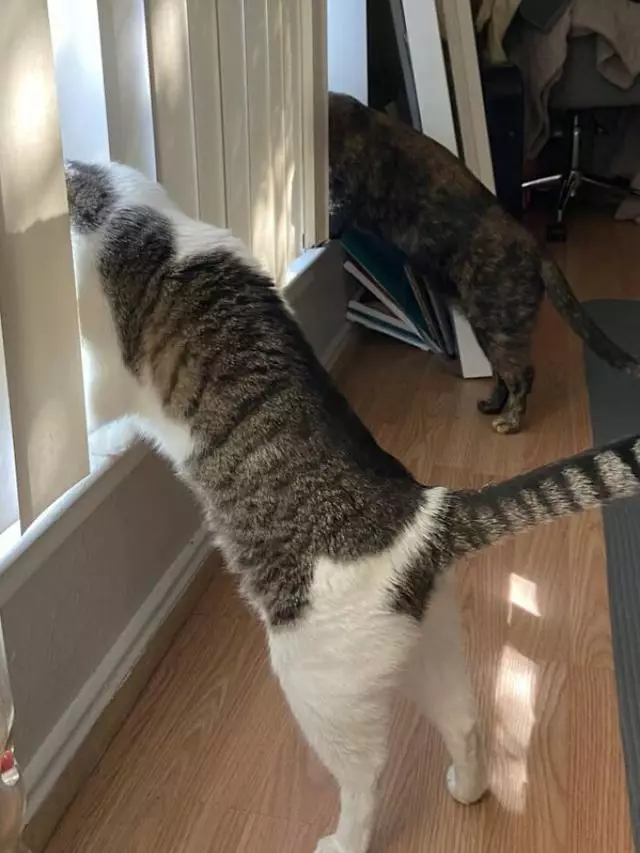 potret hewan ngintip © berbagai sumber potret hewan ngintip © berbagai sumber