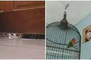 13 Momen absurd hewan lagi ngintip, ada yang bikin senam jantung