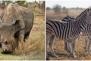 Konservasi adalah, ketahui pengertian, tujuan dan manfaatnya