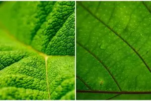 Fotosintesis adalah pembentukan makanan pada tumbuhan, ini prosesnya