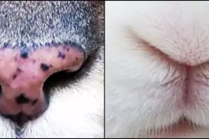 Cuma si mata jeli yang bisa menebak 9 hidung hewan ini dengan benar