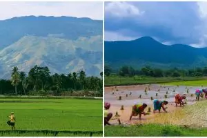 Agraris adalah, ketahui definisi, perkembangan, dan keuntungannya