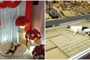 11 Momen lucu selalu diganggu kucing ini bikin geleng kepala