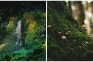 Ekosistem adalah sebuah sistem ekologi, pahami komponen dan jenisnya