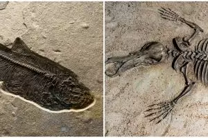 Pengertian evolusi, ketahui prinsip, teori, dan prosesnya