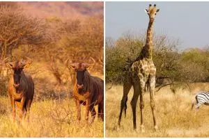 Fauna adalah seluruh hewan yang hidup di habitat, ini penjabarannya