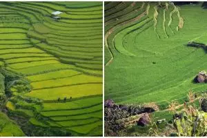 Terasering adalah teknik bercocok tanam, pahami jenis dan fungsinya