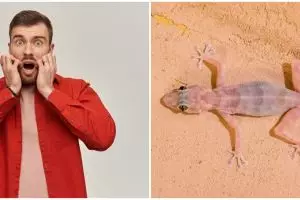 10 Arti kejatuhan cicak di tubuh menurut Islam dan primbon