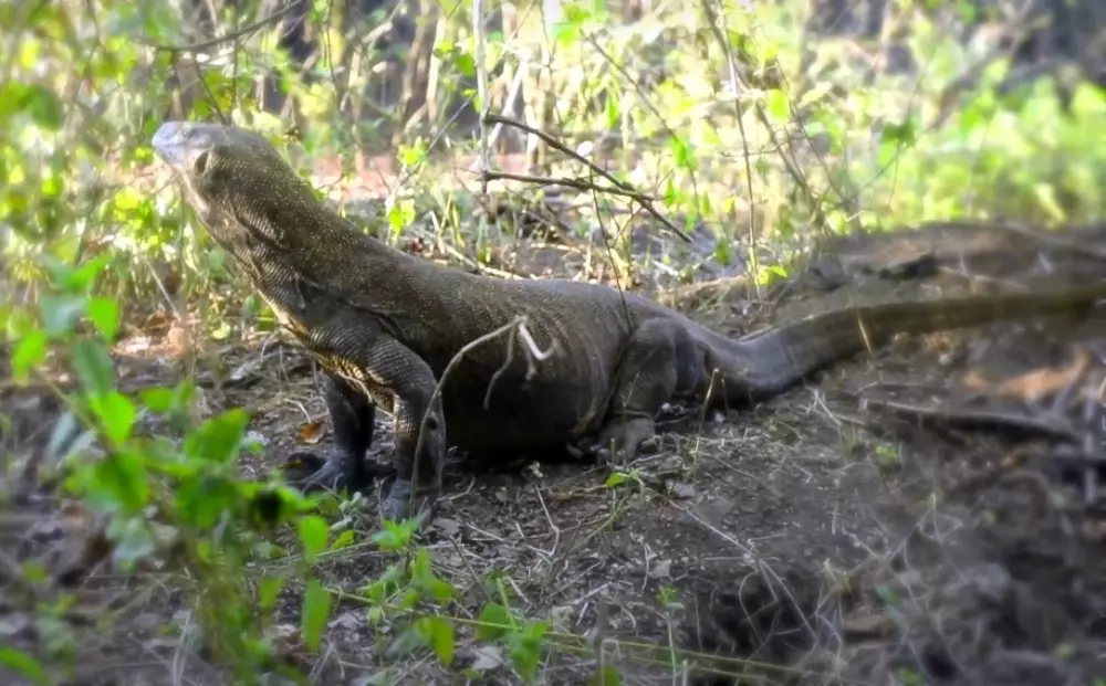 Taman Nasional Komodo © 2022 brilio.net