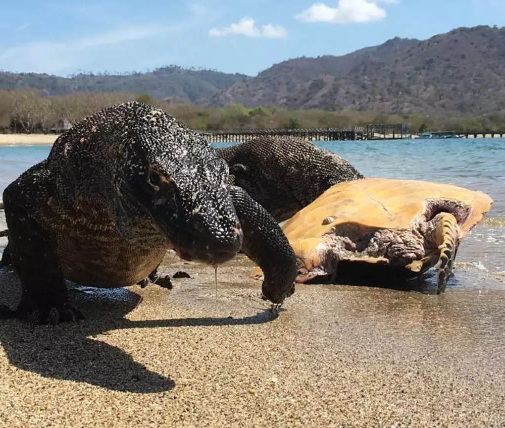 Taman Nasional Komodo © 2022 brilio.net