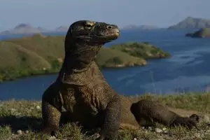 Jumlah pengunjung Taman Nasional Komodo akan dibatasi, ini alasannya