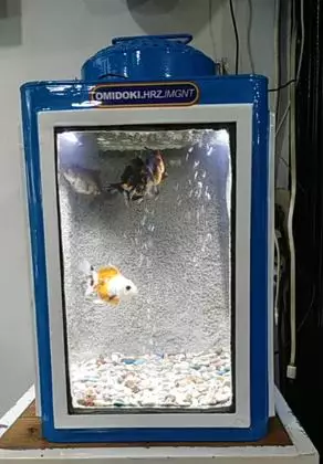 Pemilik ikan hias ini ubah kaleng kerupuk jadi akuarium TikTok