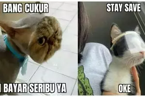 13 Meme tingkah lucu kucing ini bikin gemes dan pengin ketawa