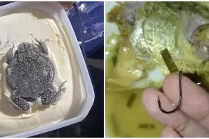 11 Penampakan nyeleneh di kotak makanan, bikin geli lihatnya