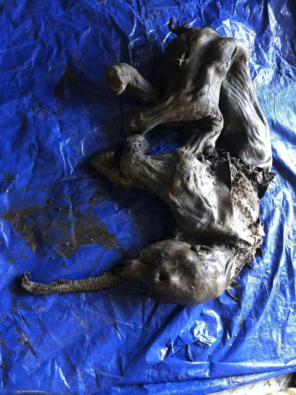  Mumi bayi mammoth berusia 30.000 tahun ditemukan utuh Twitter