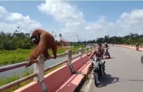 Aksi heorik TNI kawal orang utan Berbagai sumber Aksi heorik TNI kawal orang utan Berbagai sumber