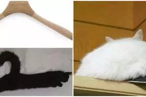 11 Potret lucu kucing menyerupai benda sehari-hari, kocak abis