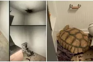 11 Momen nggak biasa di toilet, penampakannya bikin kaget