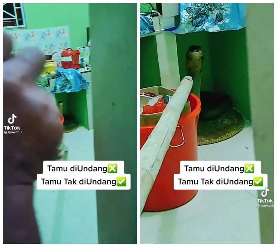 King Cobra di rumah warga © TikTok/@lyawati3 King Cobra di rumah warga © TikTok/@lyawati3