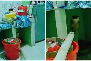 Ular King Cobra sembunyi di dapur rumah warga, bikin bergidik ngeri