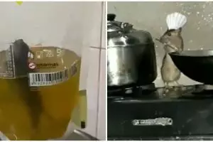 12 Momen kelakuan tikus di rumah, bikin geleng-geleng kepala