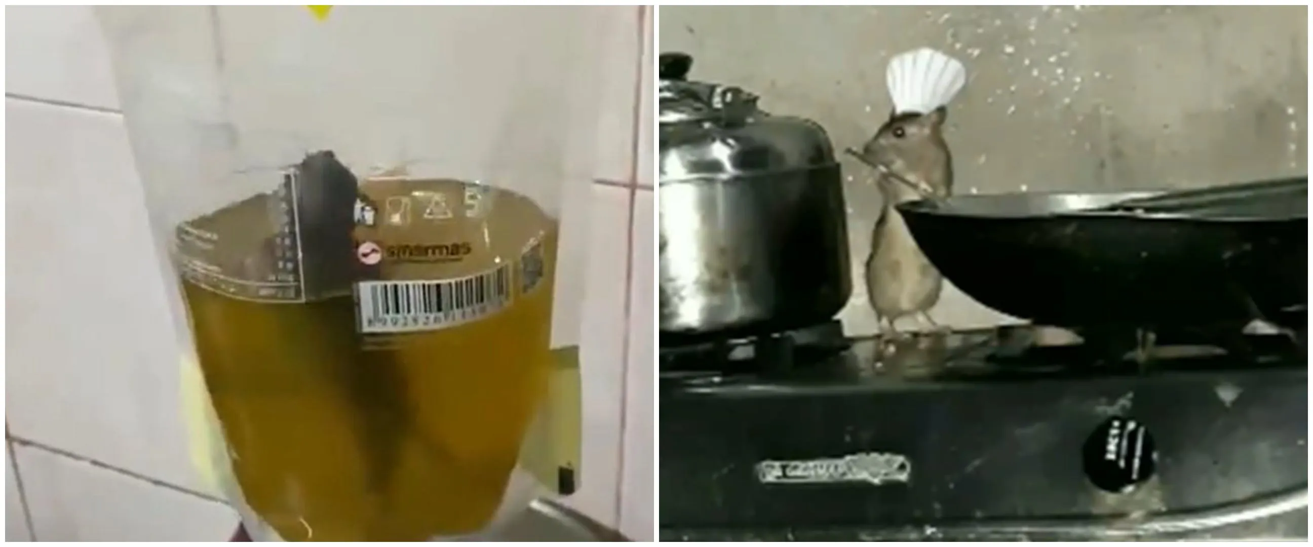 12 Momen kelakuan tikus di rumah, bikin geleng-geleng kepala