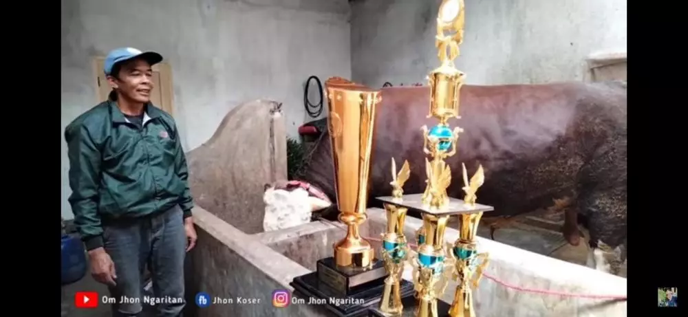 Potret 5 sapi kurban Jokowi 2022, ada yang dibeli dari anak yatim berbagai sumber