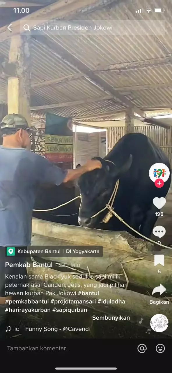 Potret 5 sapi kurban Jokowi 2022, ada yang dibeli dari anak yatim berbagai sumber