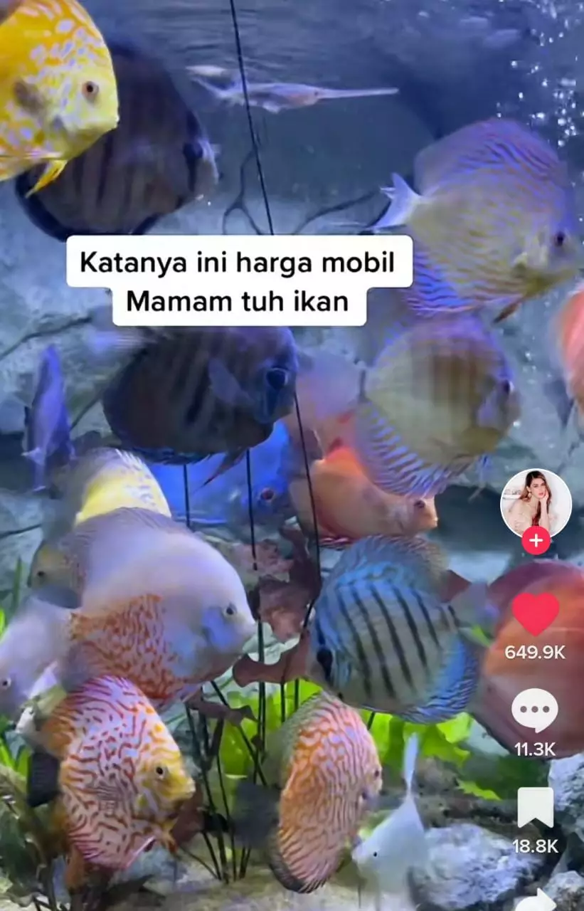 momen istri nekat goreng ikan hias Tiktok momen istri nekat goreng ikan hias Tiktok