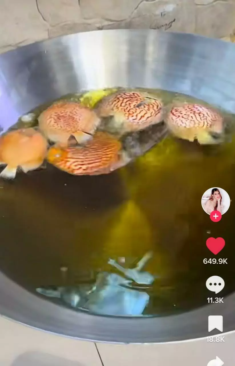 momen istri nekat goreng ikan hias Tiktok momen istri nekat goreng ikan hias Tiktok