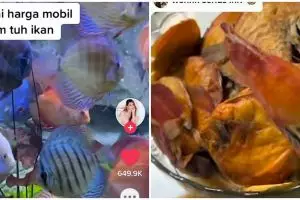 Kesal sama suami, ini momen istri nekat goreng ikan hias seharga mobil