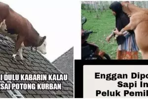 17 Meme kocak perilaku hewan kurban ini bikin kasihan sekaligus ngakak
