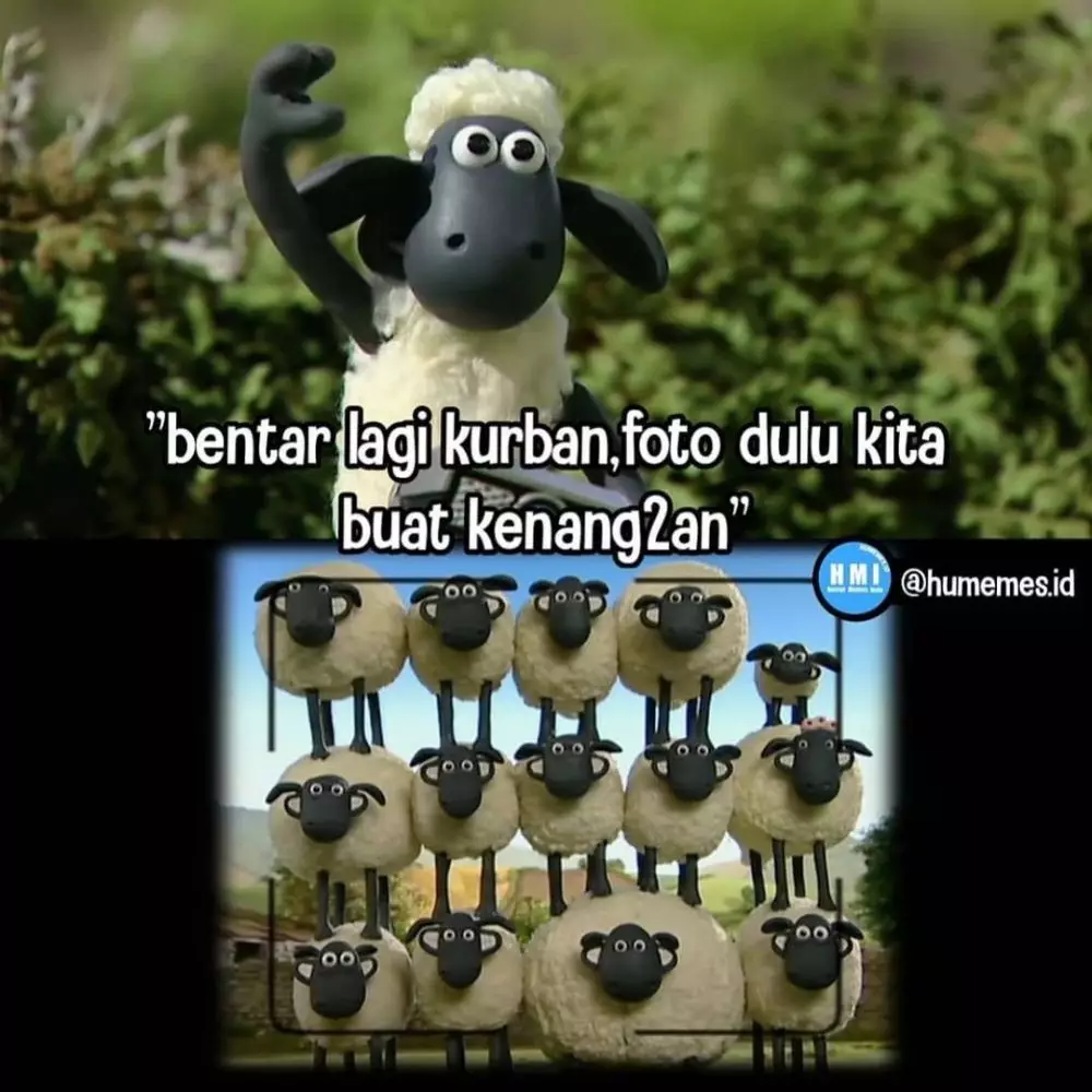 Meme kocak perilaku hewan kurban Berbagai sumber Meme kocak perilaku hewan kurban Berbagai sumber