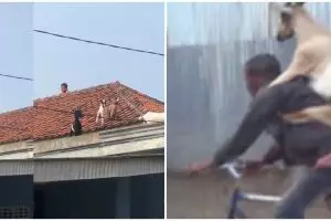 11 Tingkah lucu kambing kurban saat Idul Adha, kocak banget