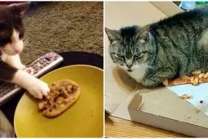 11 Momen apes nggak jadi makan karena ulah kucing, bikin ketawa miris