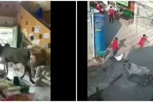 11 Momen sapi kurban ngamuk, lucu tapi menegangkan