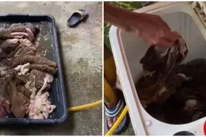 Aksi nyeleneh pria bersihkan jeroan hewan kurban pakai mesin cuci