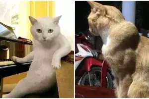 11 Potret lucu kucing berpose macho ini bikin senyum lebar