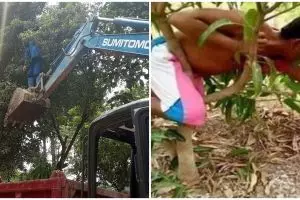 11 Aksi lucu orang petik buah, idenya bikin heran